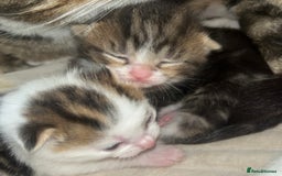 European cats for sale: Kittens - Image 2