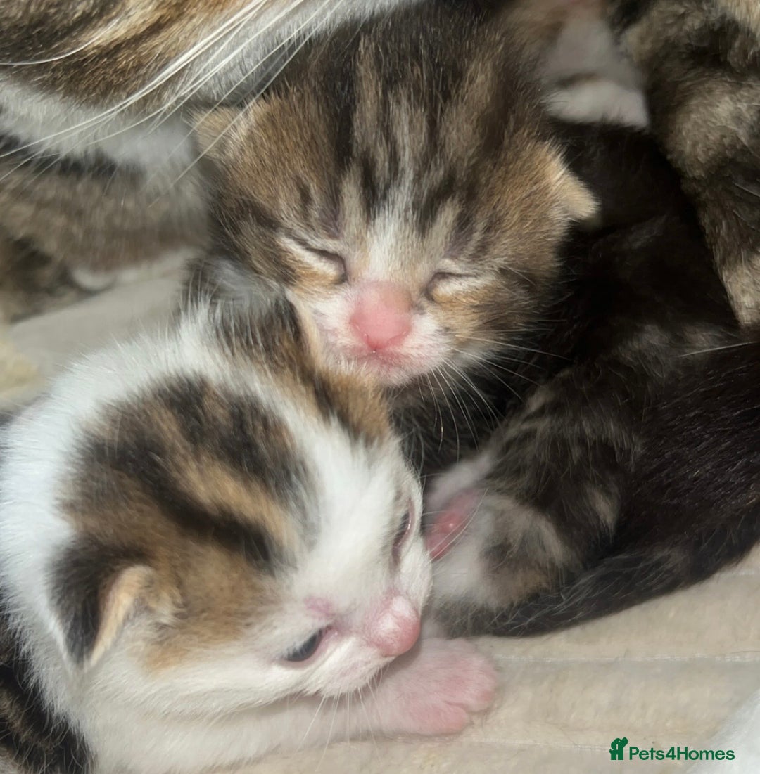 European cats for sale: Kittens - Image 2