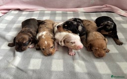 Dachshund dogs for sale: Dapple Dachshund Puppies (5 Girls, 1 Boy) - Image 1