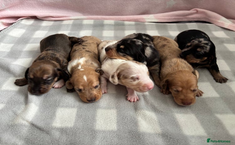 Dachshund dogs - Advert 1
