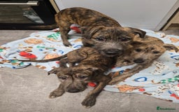 Lurcher dogs for sale: Brindle Lurcher Males ready now  - Advert 2