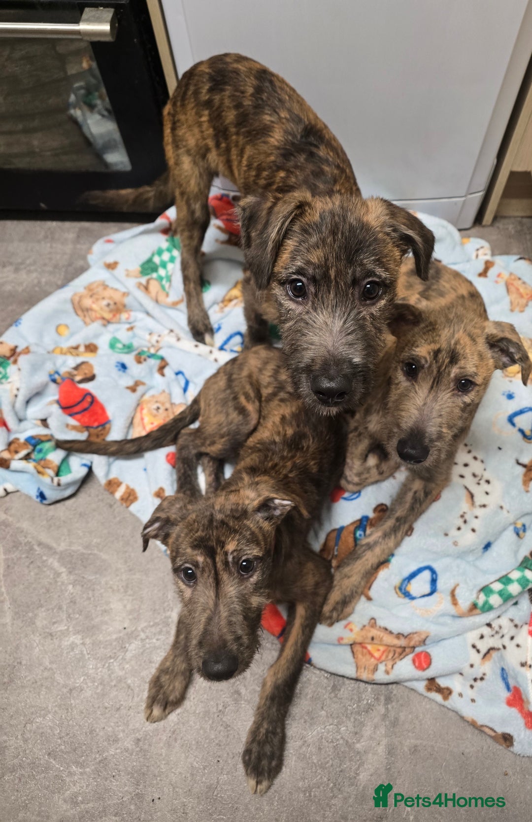 Lurcher dogs for sale: Brindle Lurcher Males ready now  - Advert 2