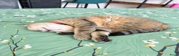 Scottish Fold cats for sale: Tabby Scottish Fold Girl - Forever Home Wanted  - Advert 3