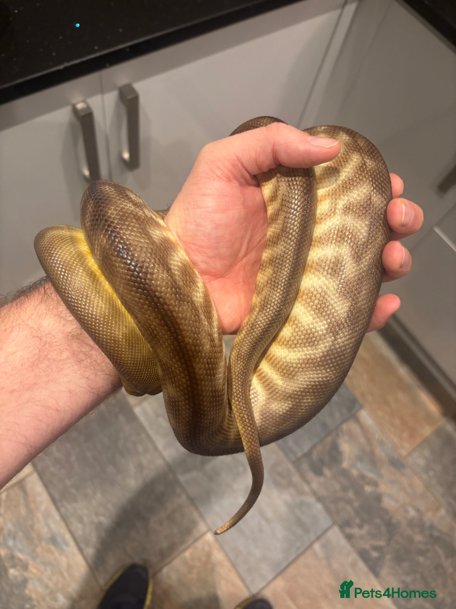 Python Snake reptiles for sale: Woma Pythons - Proven Pair in Blackburn - Advert 5
