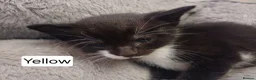 Mixed Breed cats for sale: Cute kittens wanting a loving home in 3 weeks - Advert 22