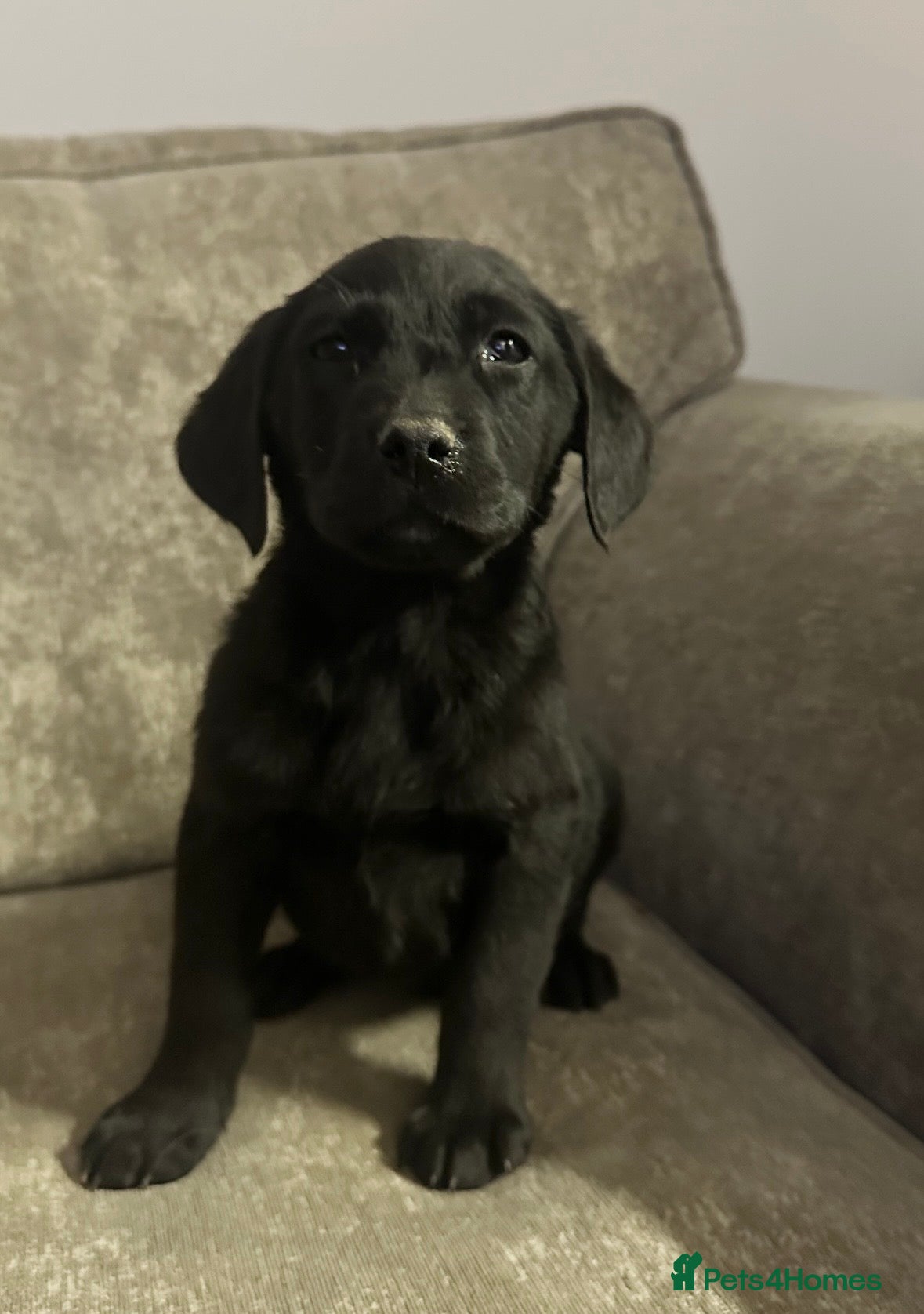 Goldador dogs Beautiful goldadors looking for forever homes - Advert 2