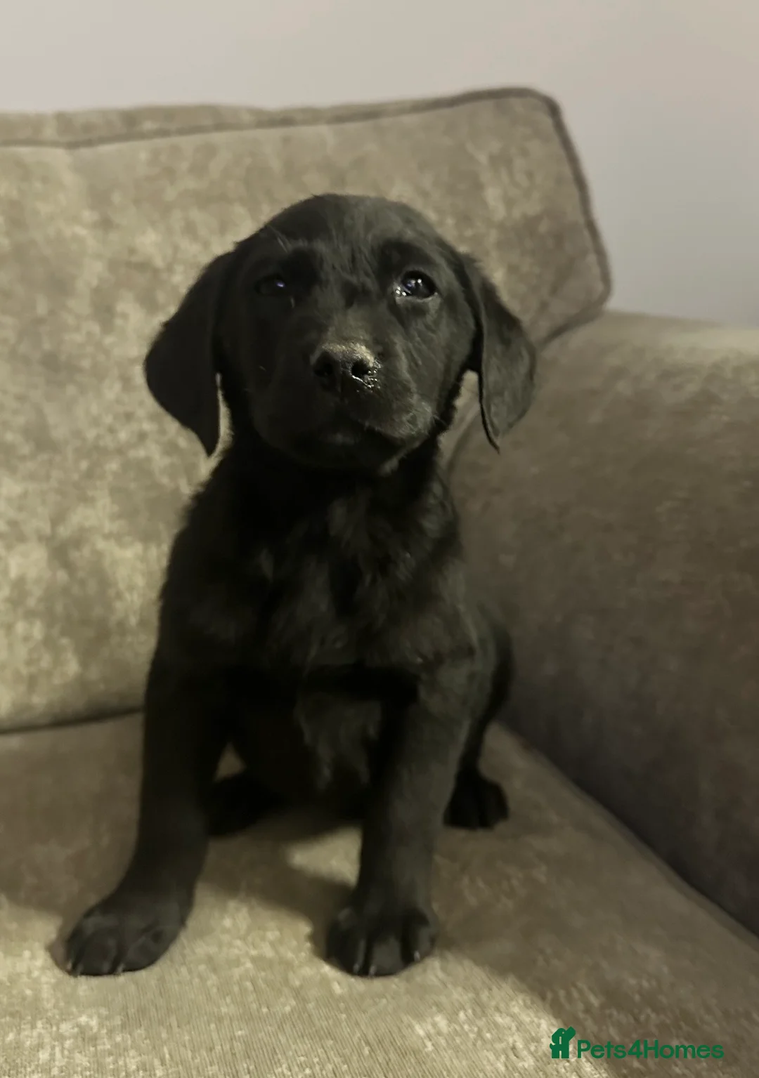 Goldador dogs for sale: Beautiful goldadors looking for forever homes - Advert 1