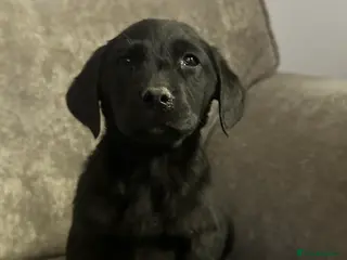 Goldador dogs Beautiful goldadors looking for forever homes - Advert 2