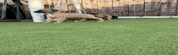 Mixed Breed dogs for sale: Bedlington Whippets - Advert 7