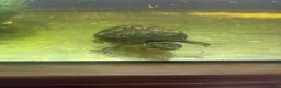 Terrapin reptiles for sale: Water turtles  in Houghton le Spring - Advert 4