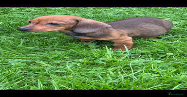 Dachshund dogs Dachshund puppies for sale ready for new homes !! - Advert 12