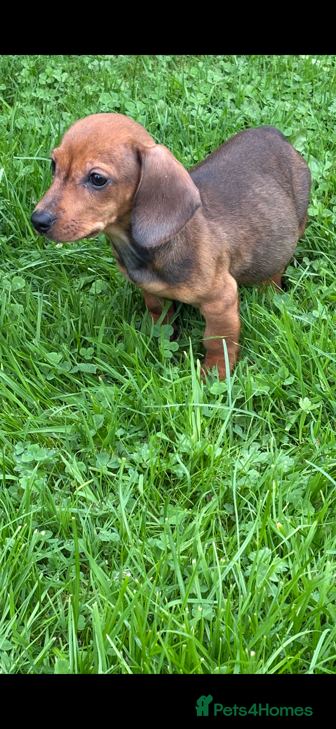 Dachshund dogs for sale: Dachshund puppies for sale ready for new homes !! - Advert 3