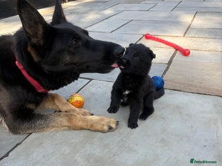 German Shepherd dogs 3 Adorable Male German Shepherd Puppies - Advert 5