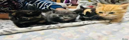 Mixed Breed cats for sale: 4 tiny bundles of chaos and cuddles  - Advert 3
