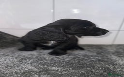 Cocker Spaniel dogs for sale: 6 stunning show type cocker spaniels  - Image 17