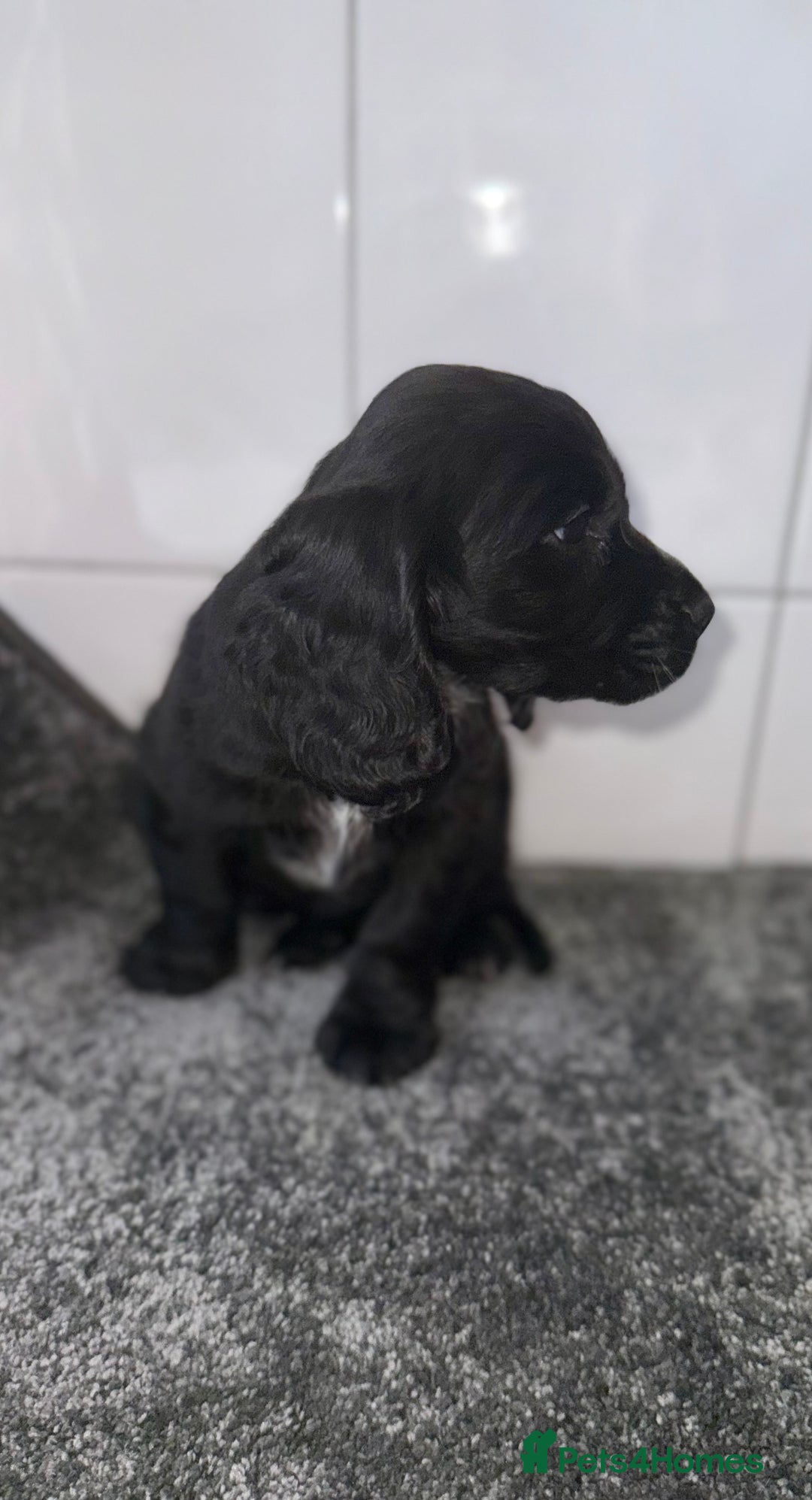 Cocker Spaniel dogs for sale: 6 stunning show type cocker spaniels  - Image 17