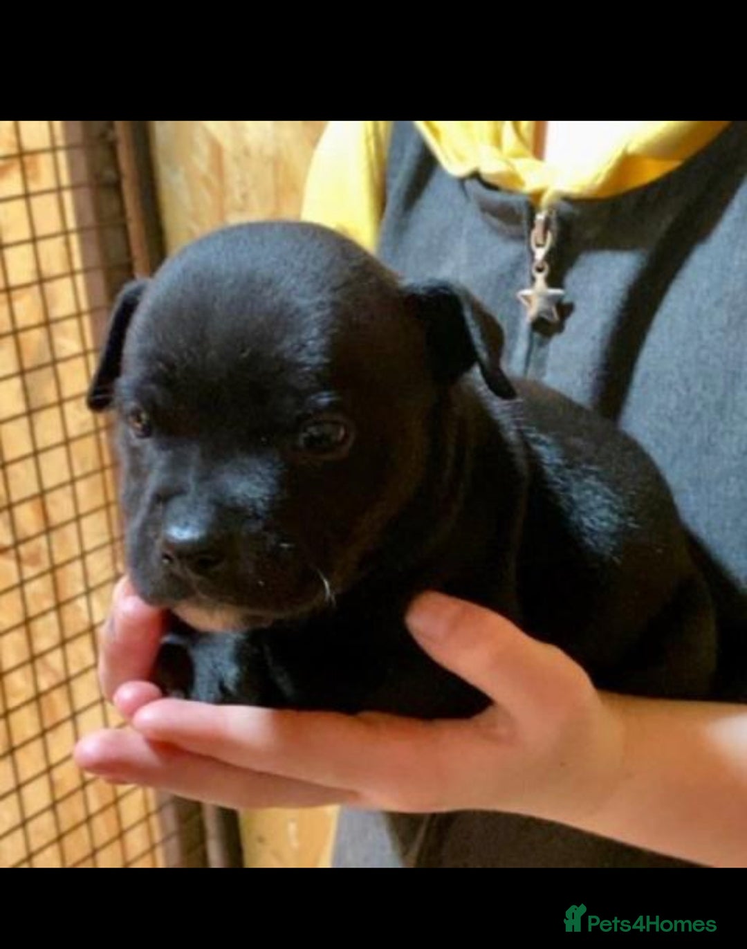 Staffordshire Bull Terrier dogs for sale: 🐶WORMED STAFFORDSHIRE BULL TERRIER PUPPIES 🐶 - Advert 5