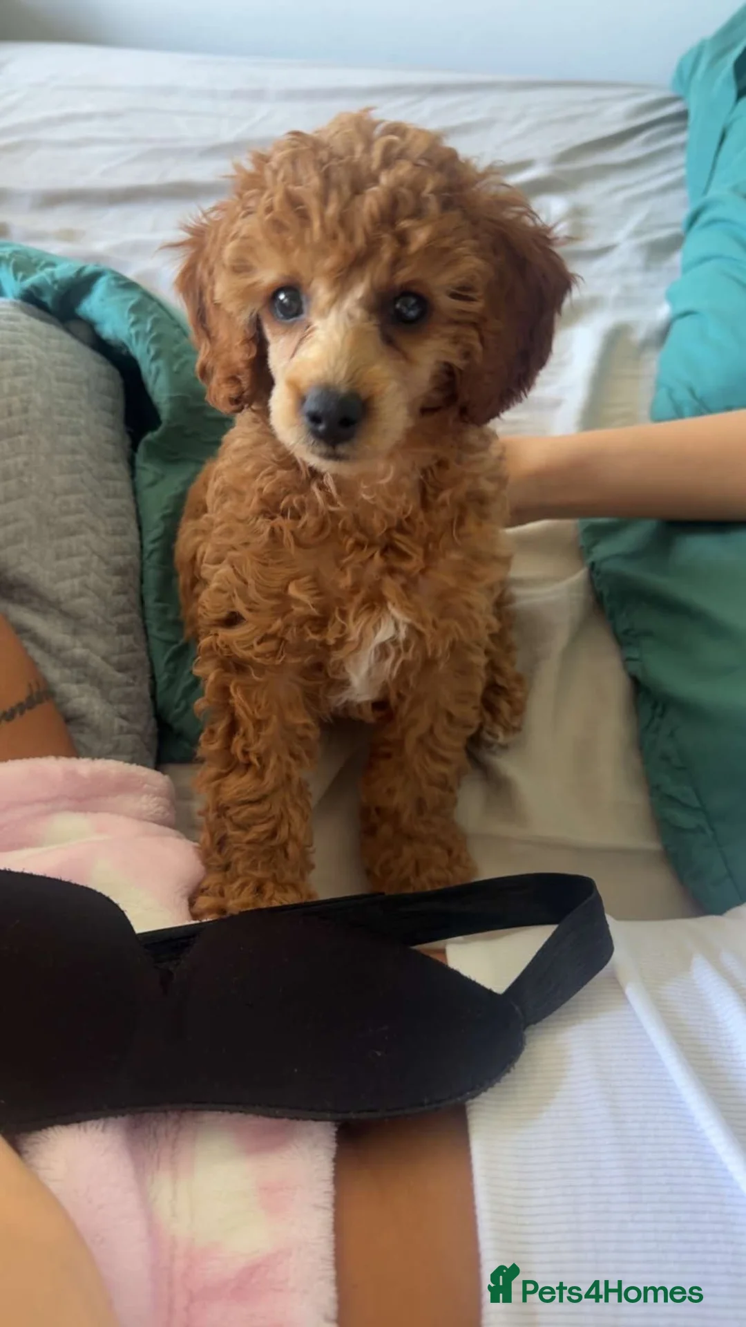 Toy Poodle dogs for sale: Toy Poodle Female Puppy Looking for a home  in Barnsley - Advert 2