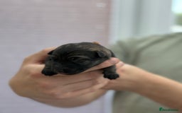 German Shepherd dogs for sale: German Shepherd Puppies  - Image 24