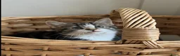 Mixed Breed cats for sale: 4x Maincoon X American Wire Hair Kittens for sale  in Stourport-on-Severn - Advert 15