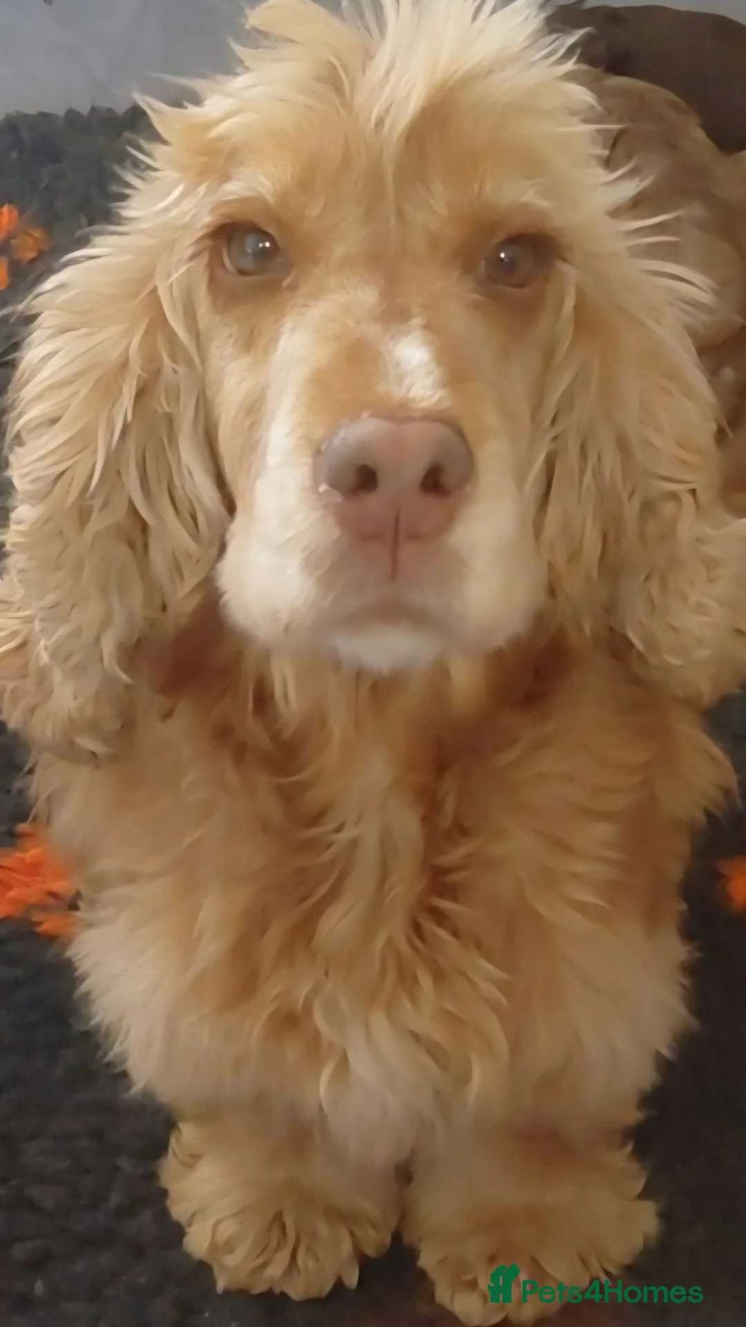 Cocker Spaniel dogs for sale: Hazel KC Cocker Spaniel - Advert 1