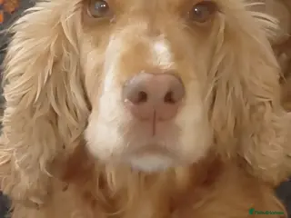 Cocker Spaniel dogs Hazel KC Cocker Spaniel - Advert 5