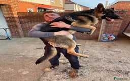 German Shepherd dogs for sale: German Shepherds. 2 left to go.. - Image 10
