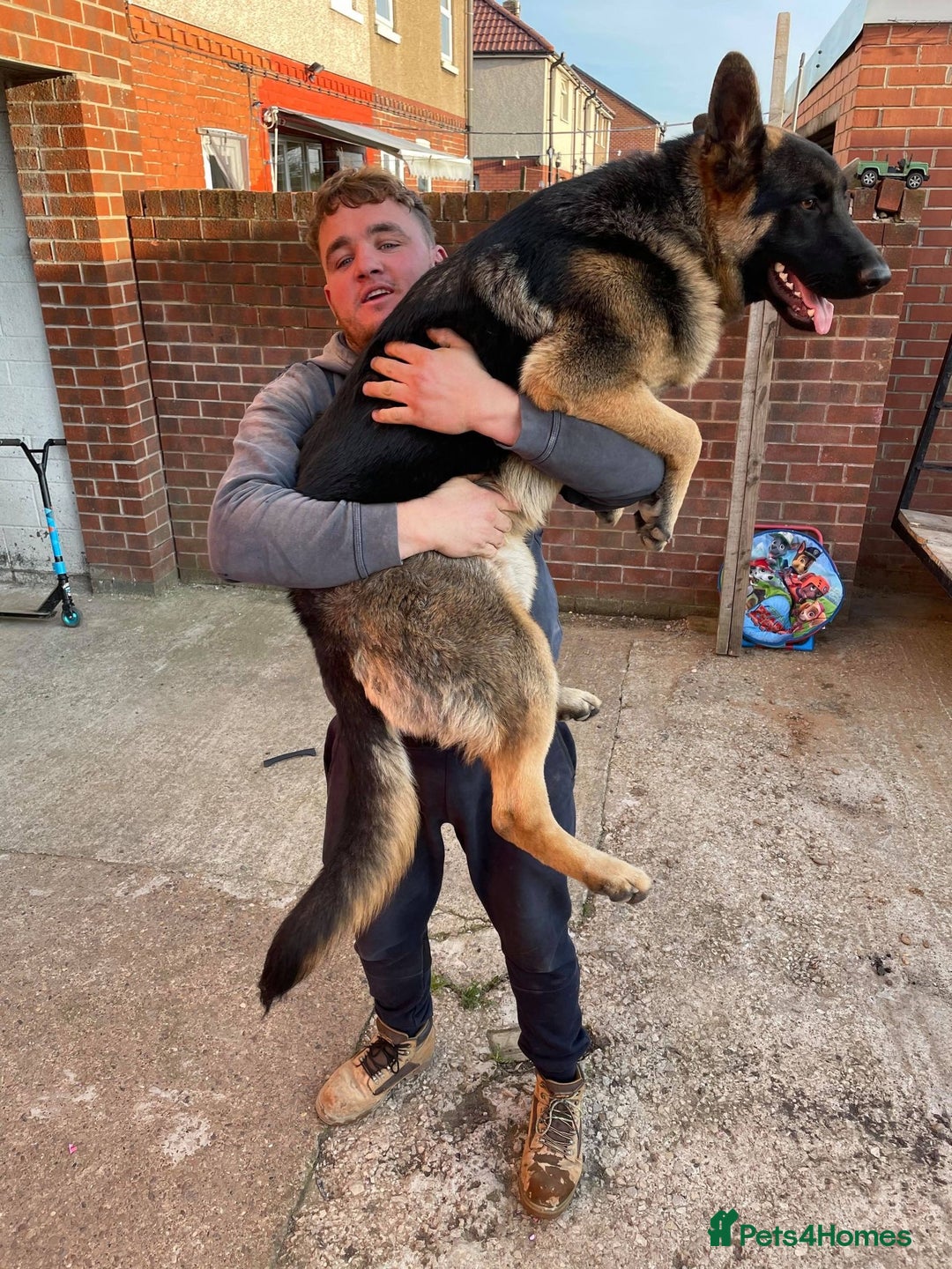 German Shepherd dogs for sale: German Shepherds. 2 left to go.. - Image 10