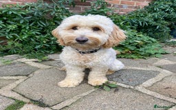 Cockapoo dogs for sale: F1 Male Cockapoo  - Image 1
