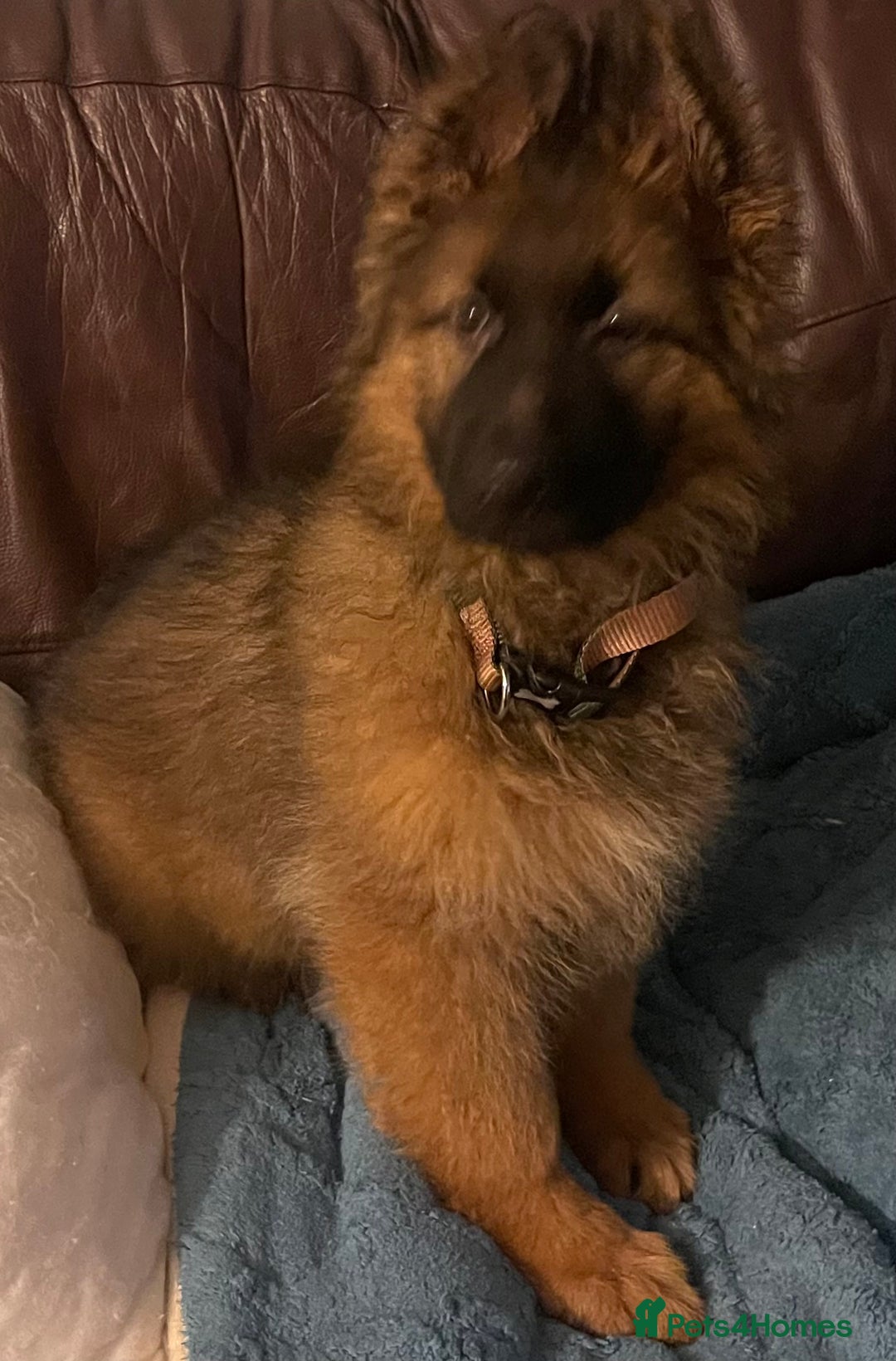 German Shepherd dogs for sale: German Shepherd MALE - Huge  - Advert 8