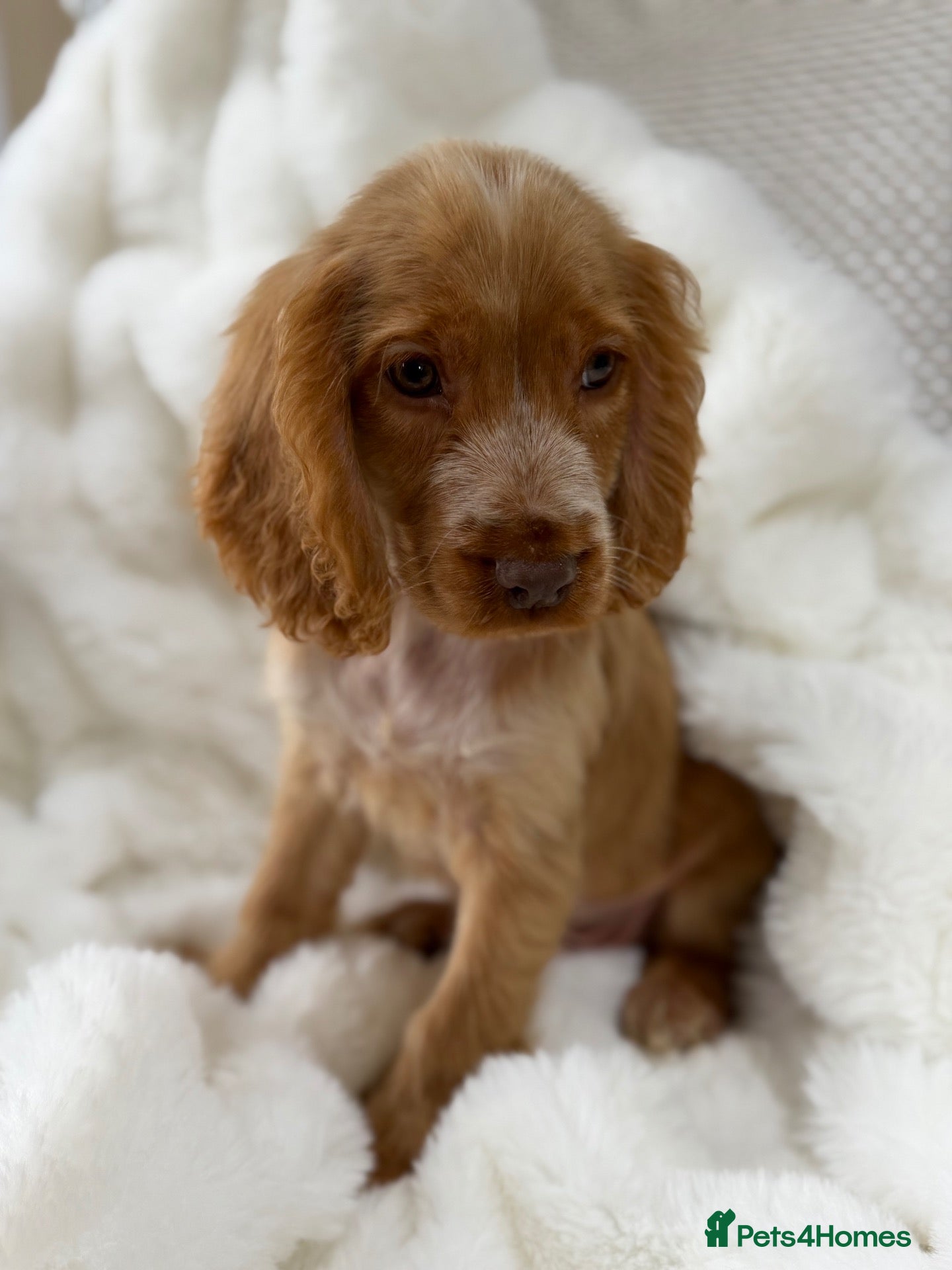 Cocker Spaniel dogs Show cocker spaniel boy puppies - Advert 2