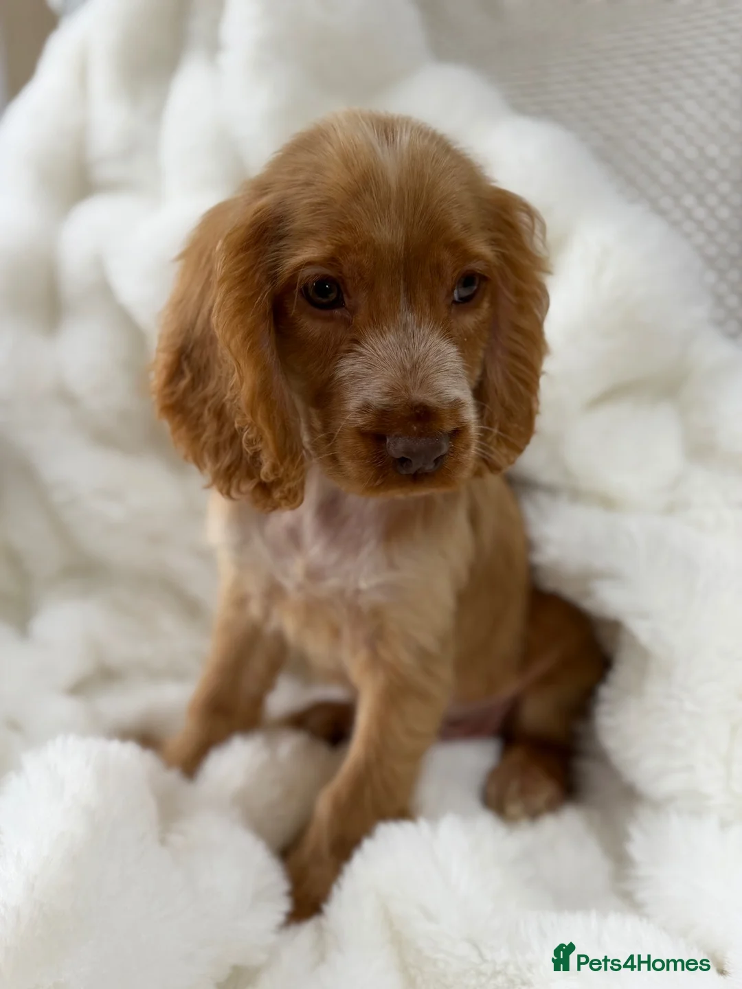 Cocker Spaniel dogs for sale: Show cocker spaniel boy puppies - Advert 1