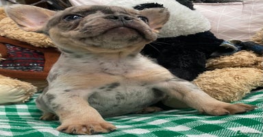 French Bulldog dogs - Advert 5