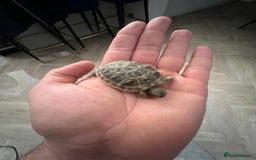 Tortoise reptiles for sale: Uk bred Hermann tortoises - Advert 7