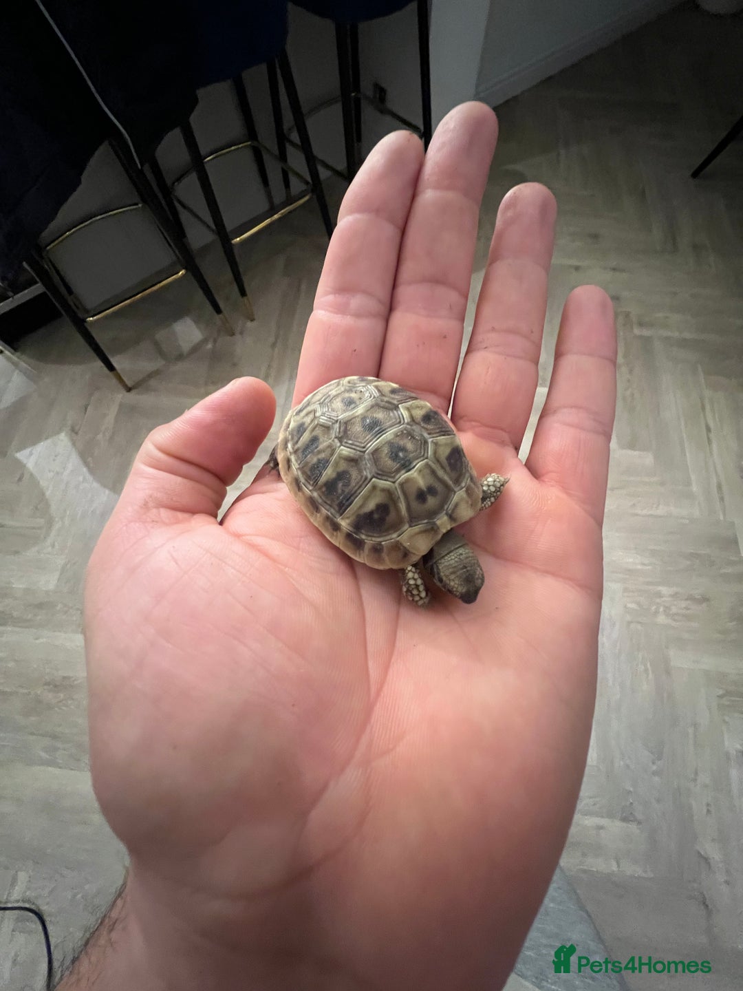 Tortoise reptiles for sale: Uk bred Hermann tortoises - Advert 7