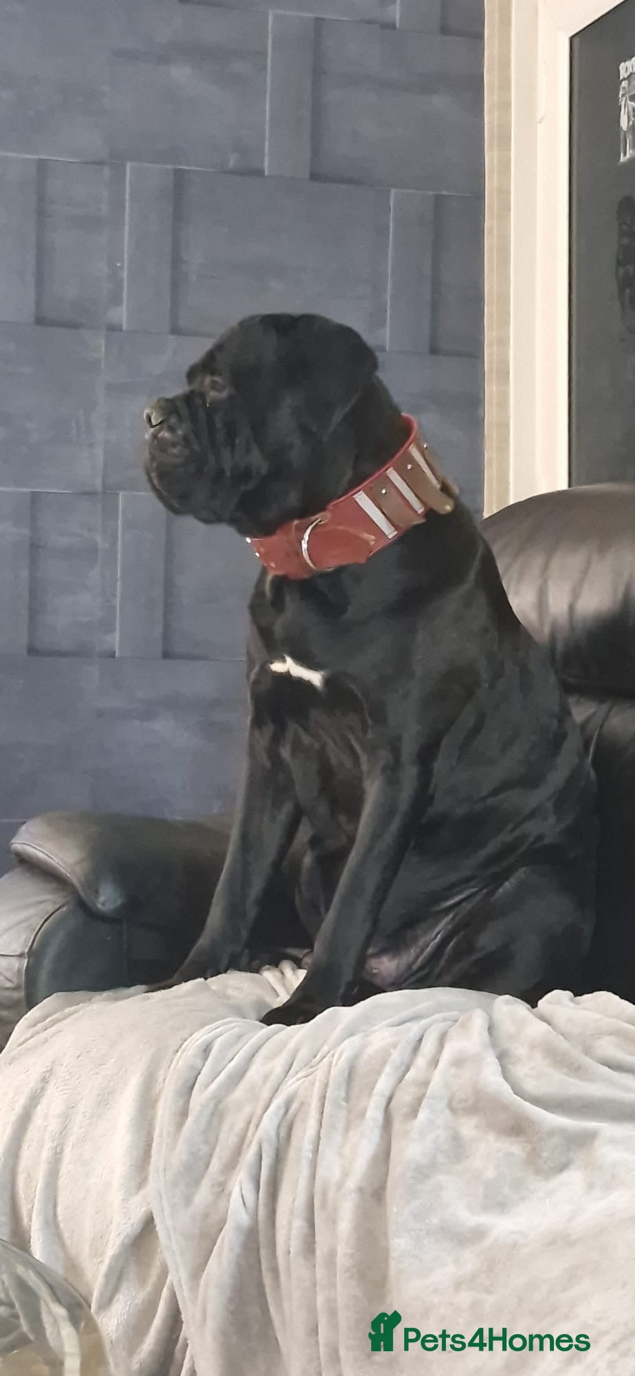 Cane Corso dogs venom the cane corso  - Advert 1