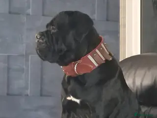 Cane Corso dogs venom the cane corso - Advert 15