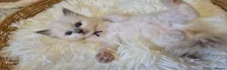 Ragdoll cats for sale: Our beautiful ragdolls 🐾 (ONLY 2 LEFT) - Advert 14