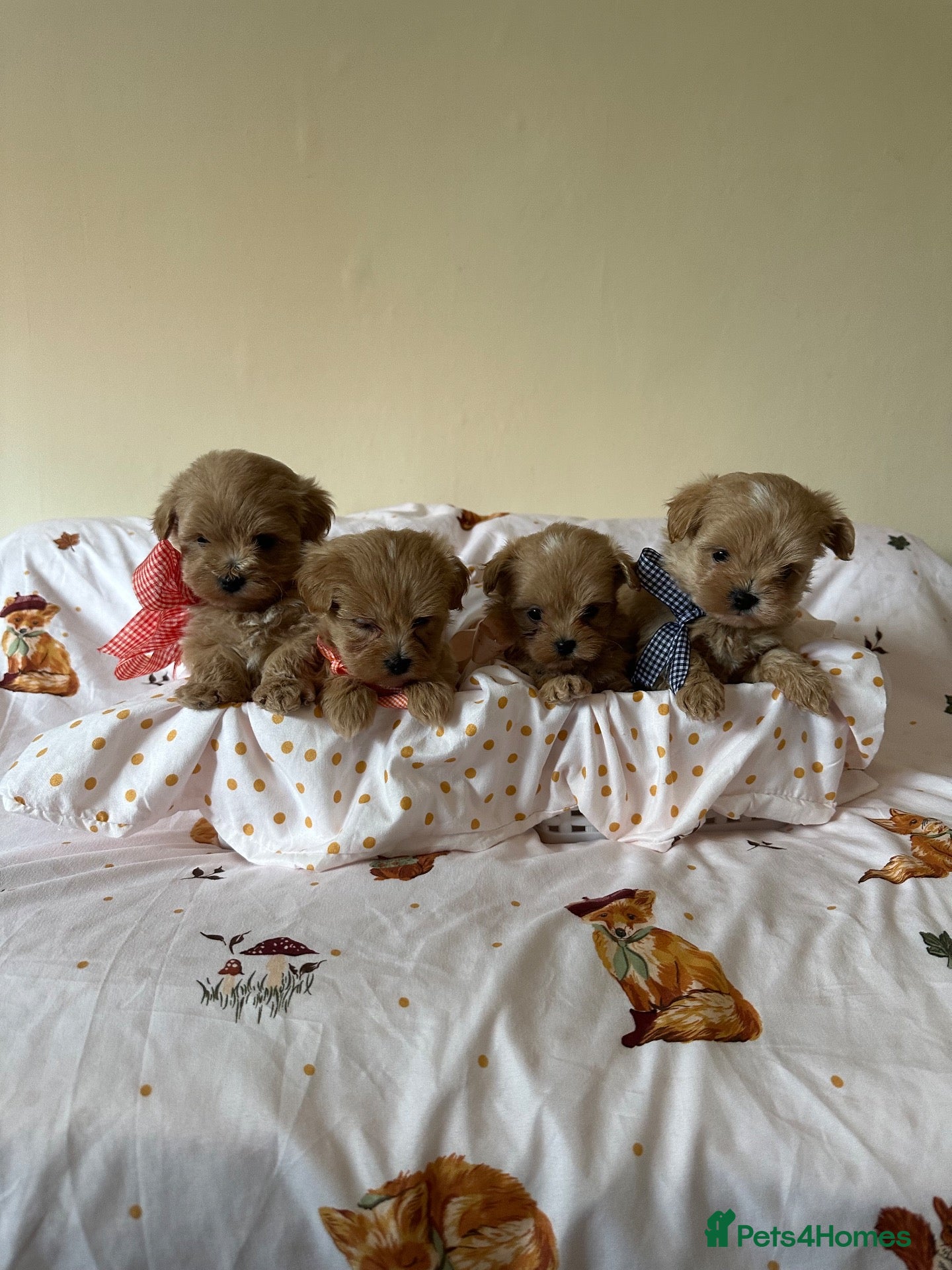 Maltipoo dogs Minature Multipoo Puppies - Advert 2