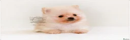 Pomeranian dogs for sale: MINIATURE POMERANIAN PUPPIES - Advert 8