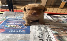 Labrador Retriever dogs for sale: Fox Red / yellow Labrador puppies for sale - Image 29