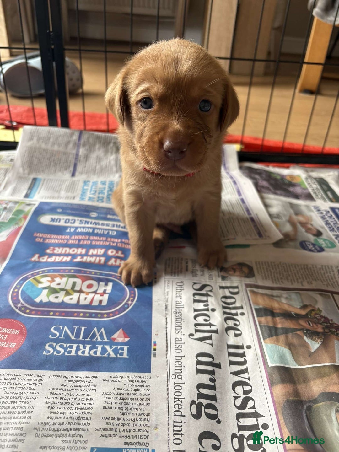 Labrador Retriever dogs for sale: Fox Red / yellow Labrador puppies for sale - Image 29