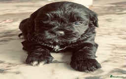 Shihpoo dogs for sale: Shipoo Pups LAST 2 - Image 9
