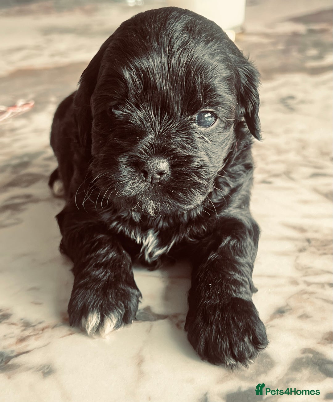 Shihpoo dogs for sale: Shipoo Pups LAST 2 - Image 9