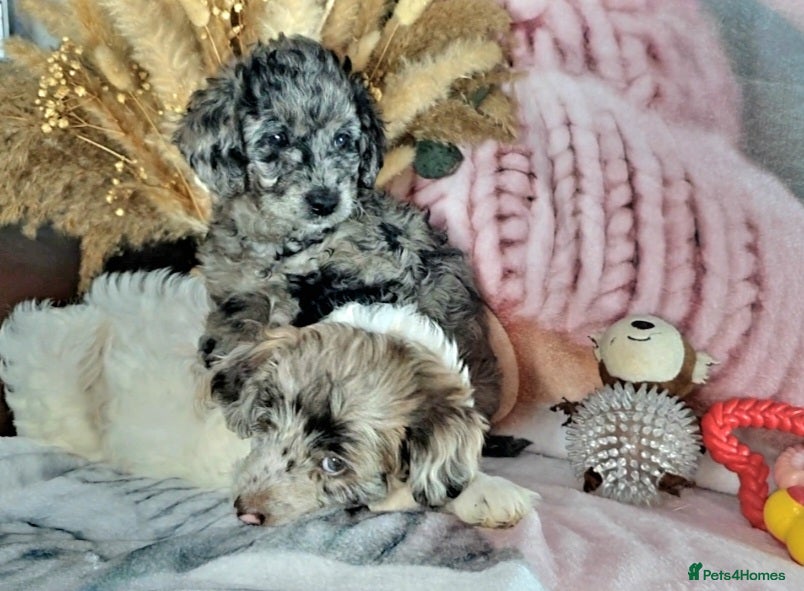 Mixed Breed dogs F1B MINI GOLDENDOODLES READY NOW  - Advert 2