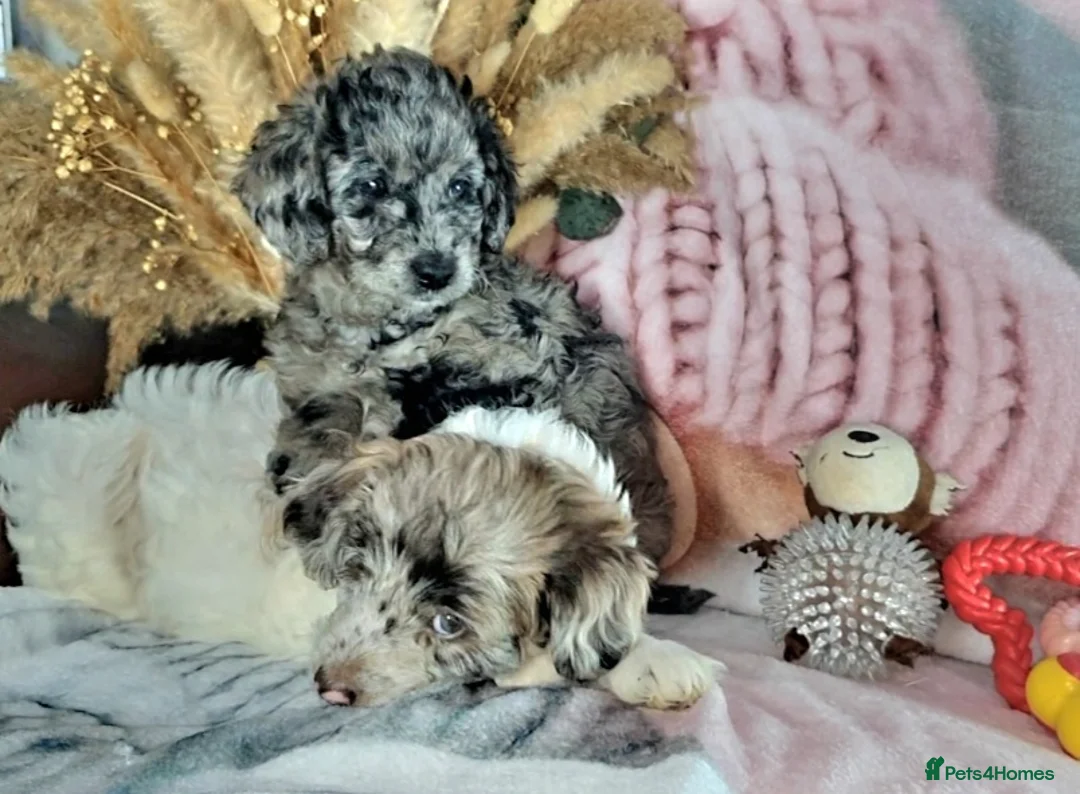 Mixed Breed dogs for sale: STUNNING RARE COLOURS F1B GOLDENDOODLE LITTER - Advert 19