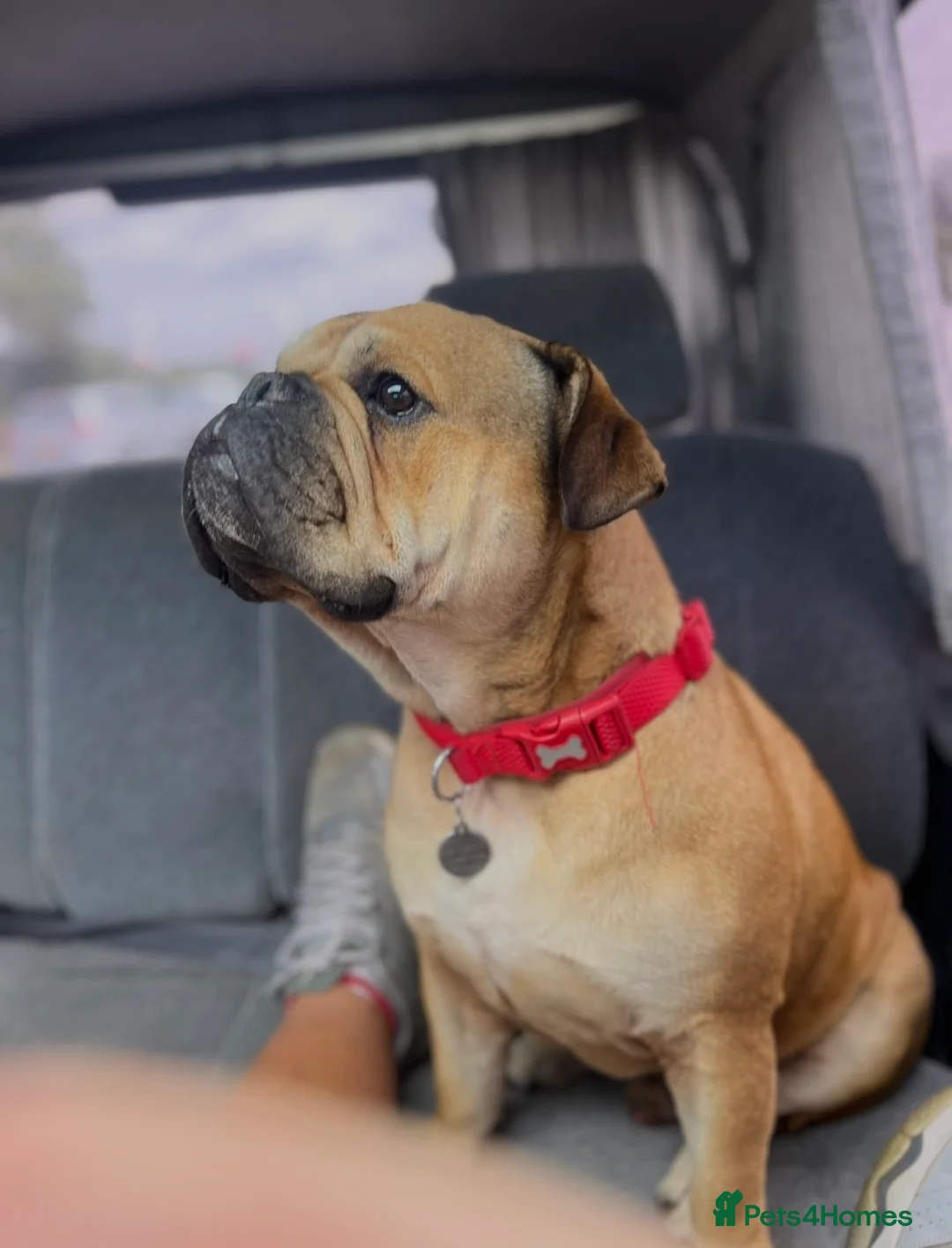 Mixed Breed dogs for sale: Change in circumstances forces sale  in Weston-super-Mare - Advert 1