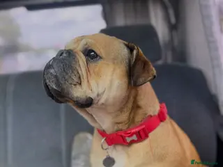 Mixed Breed dogs Change in circumstances forces sale in Weston-super-Mare - Advert 1