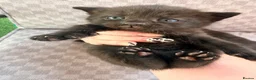 Mixed Breed cats for sale: Black tabby kittens  - Advert 17