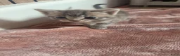 Mixed Breed cats for sale: Beautiful  kittens  - Advert 4